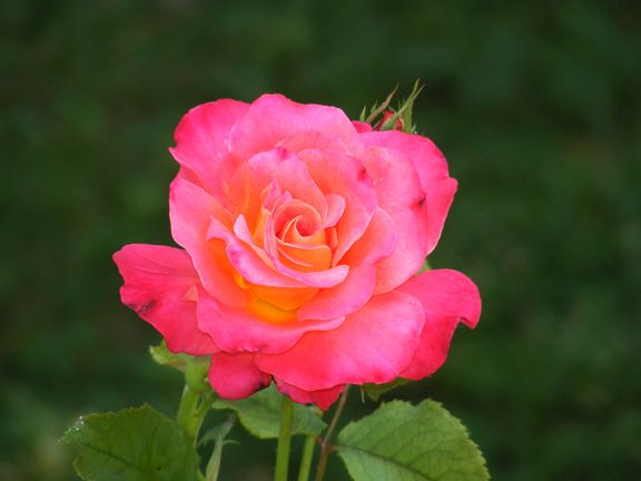 Granada photo gra2014_07290003_zps14143a20.jpg